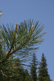 Ponderosa Pine (Pinus ponderosa) 